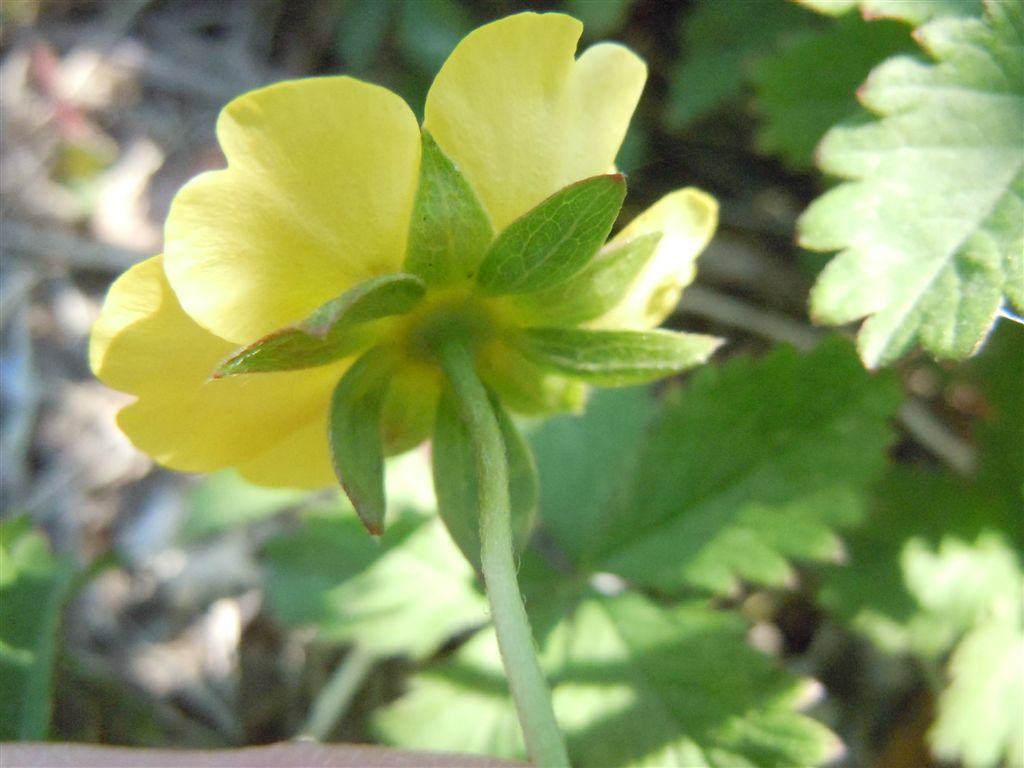 Potentilla reptans